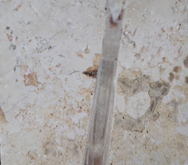 Hibolithes sp. (MONTFORT 1808) & Becherschwamm indet. - Bild &copy; FossNet FossilienStore